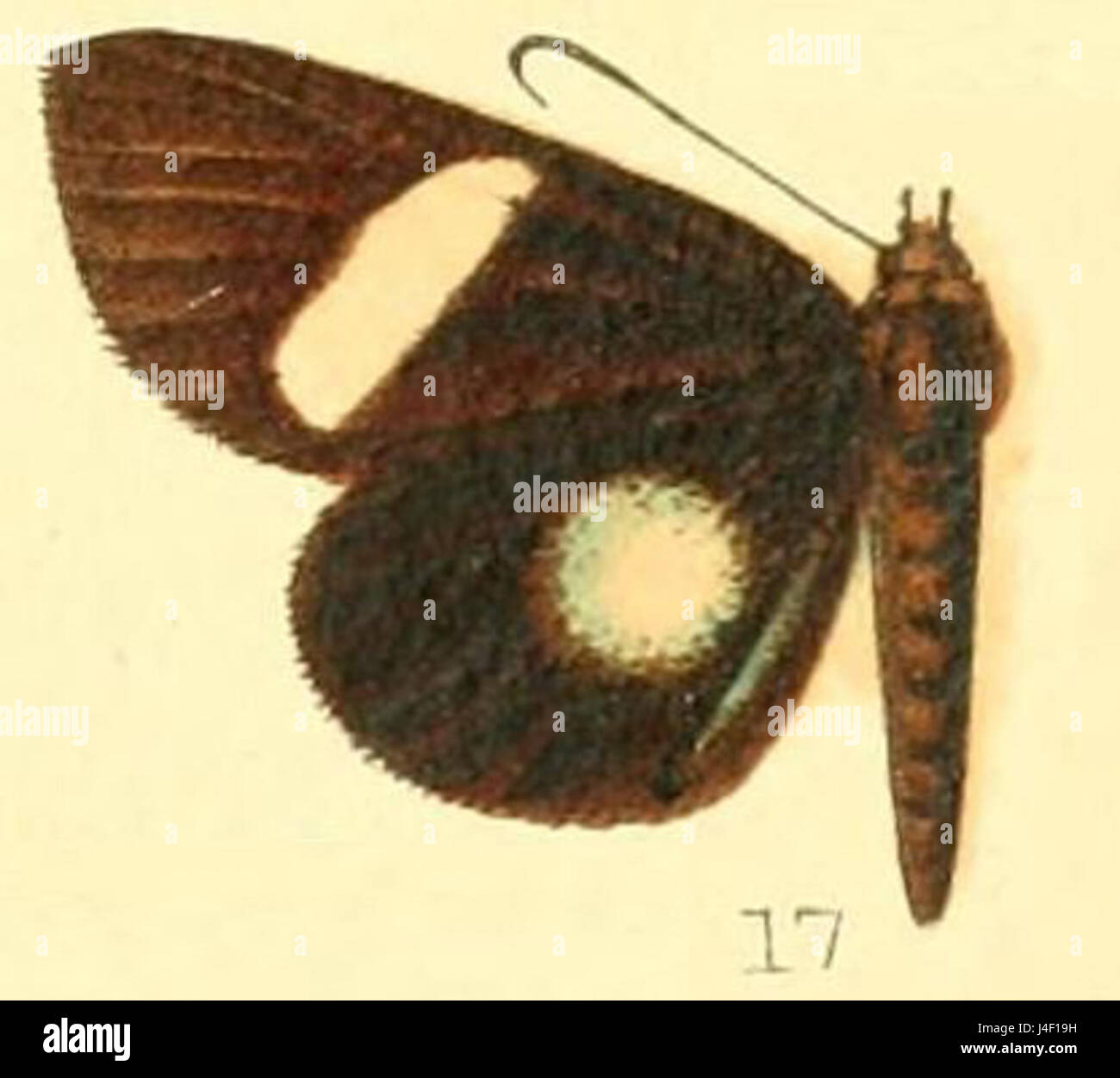 PL.53 17 da "Rothia micropales" di Butler (1879) presenta un'illustrazione o una descrizione di una specie specifica di Rothia, un genere di organismi. Il pezzo contribuisce alla comprensione di questa specie nella letteratura scientifica e nell'entomologia. Foto Stock