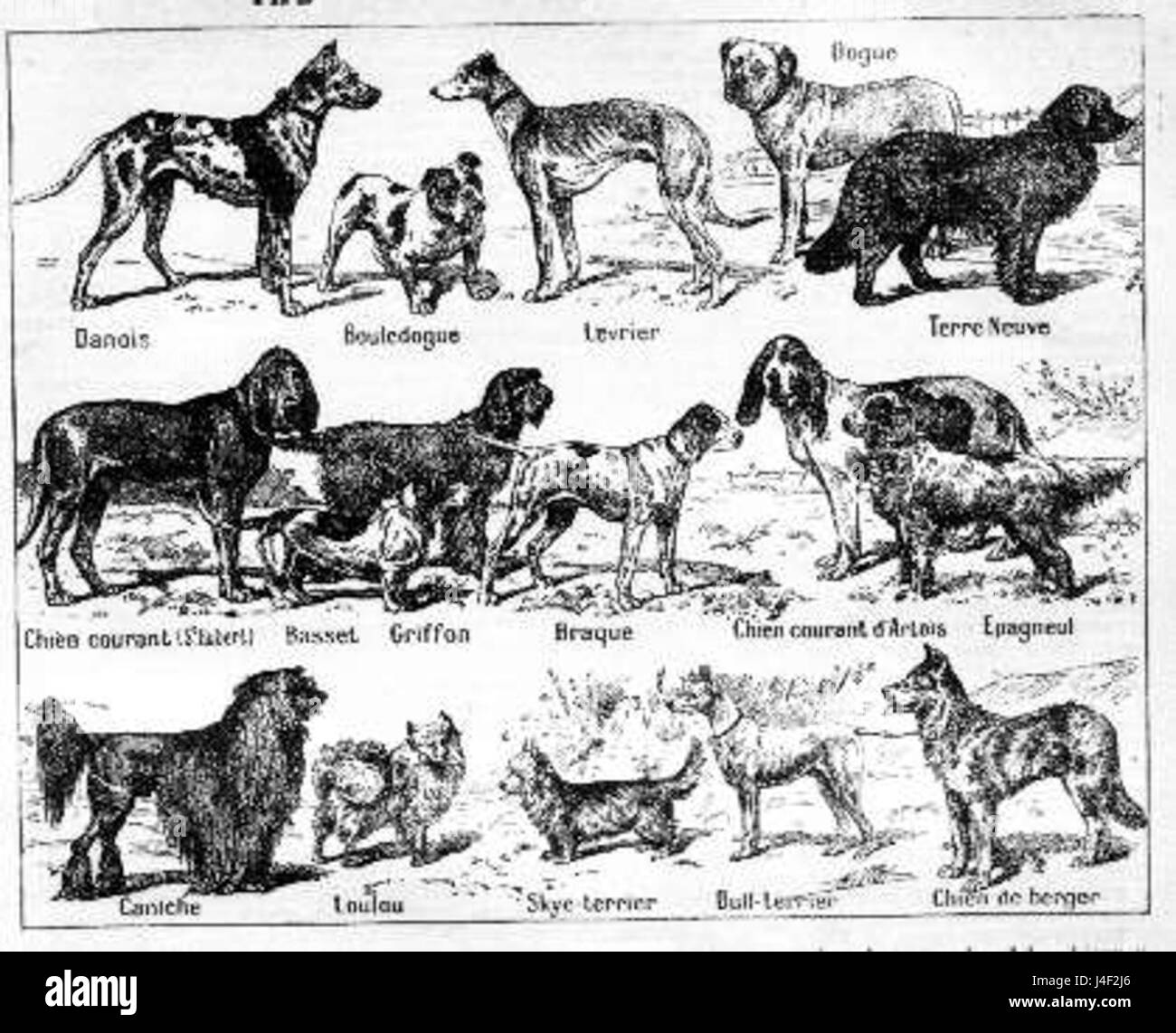 Razze di cani Petit Larousse 1912 Foto Stock
