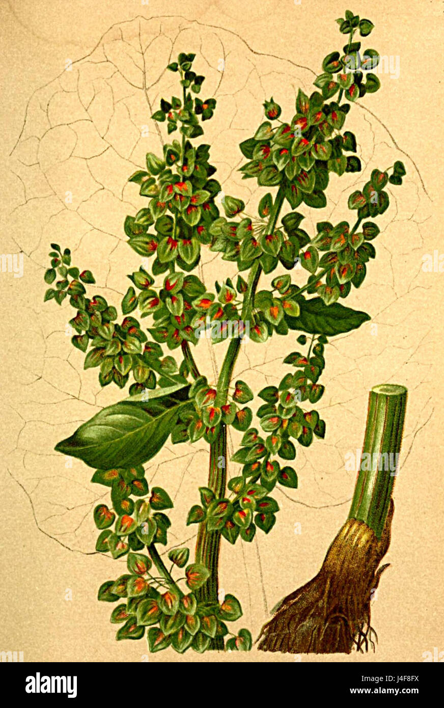 Il Rumex alpinus, noto anche come bacino di montagna, è una specie vegetale presente nelle regioni alpine d'Europa. Questa illustrazione di "Atlas Alpenflora" mette in evidenza le sue caratteristiche uniche, come le sue grandi foglie a forma di freccia e il suo adattamento agli ambienti ad alta quota. Foto Stock
