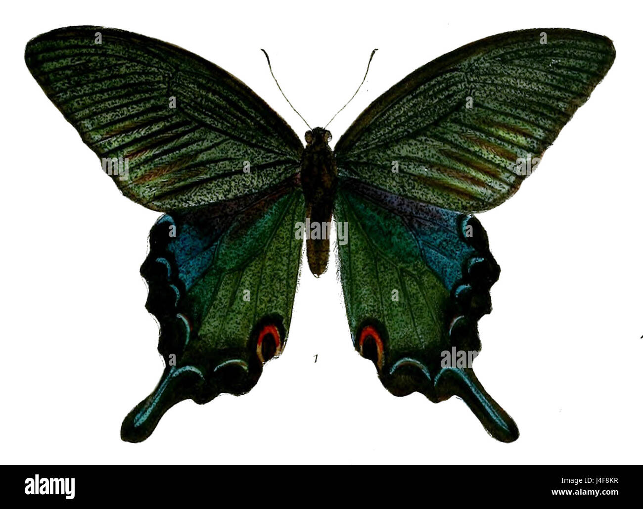 SarbariaGladiatorM 489 1 Foto Stock