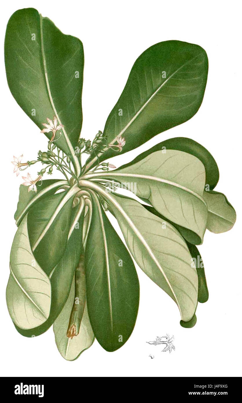 Scaevola taccada Blanco1.210 ritagliato Foto Stock