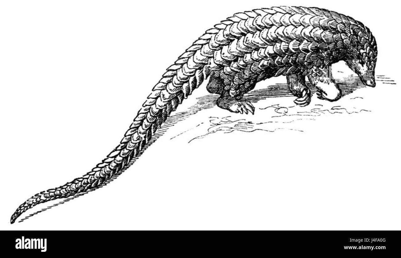 Il disegno di Schuppentier mostra la rappresentazione dettagliata del pangolino, un mammifero unico conosciuto per le sue scaglie protettive. Questa illustrazione mette in evidenza le caratteristiche fisiche dell'animale, in particolare la sua pelle armatura e il corpo allungato, tipici della specie. Foto Stock