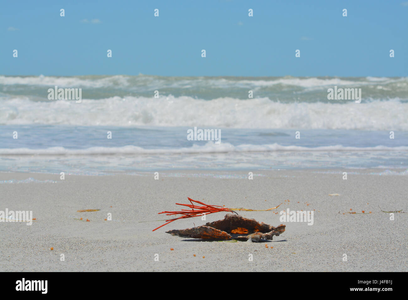 Arancione gorgonia Coral Sea frusta attaccata ad un guscio di penna lavato fino a Indian Rocks Beach, Golfo del Messico, Florida. Foto Stock