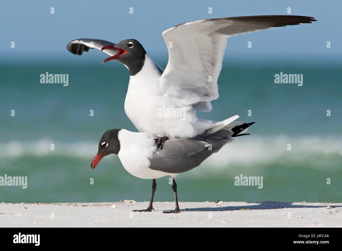 Ridendo Gull - Larus atricilla - estate adulti coniugata Foto Stock