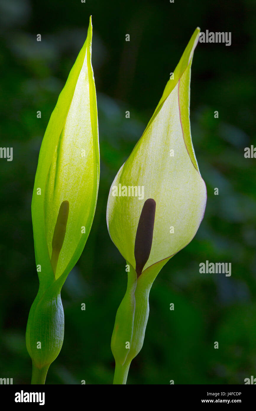 Il cuculo pinta arum maculatum cresce in primavera woodland Norfolk Foto Stock