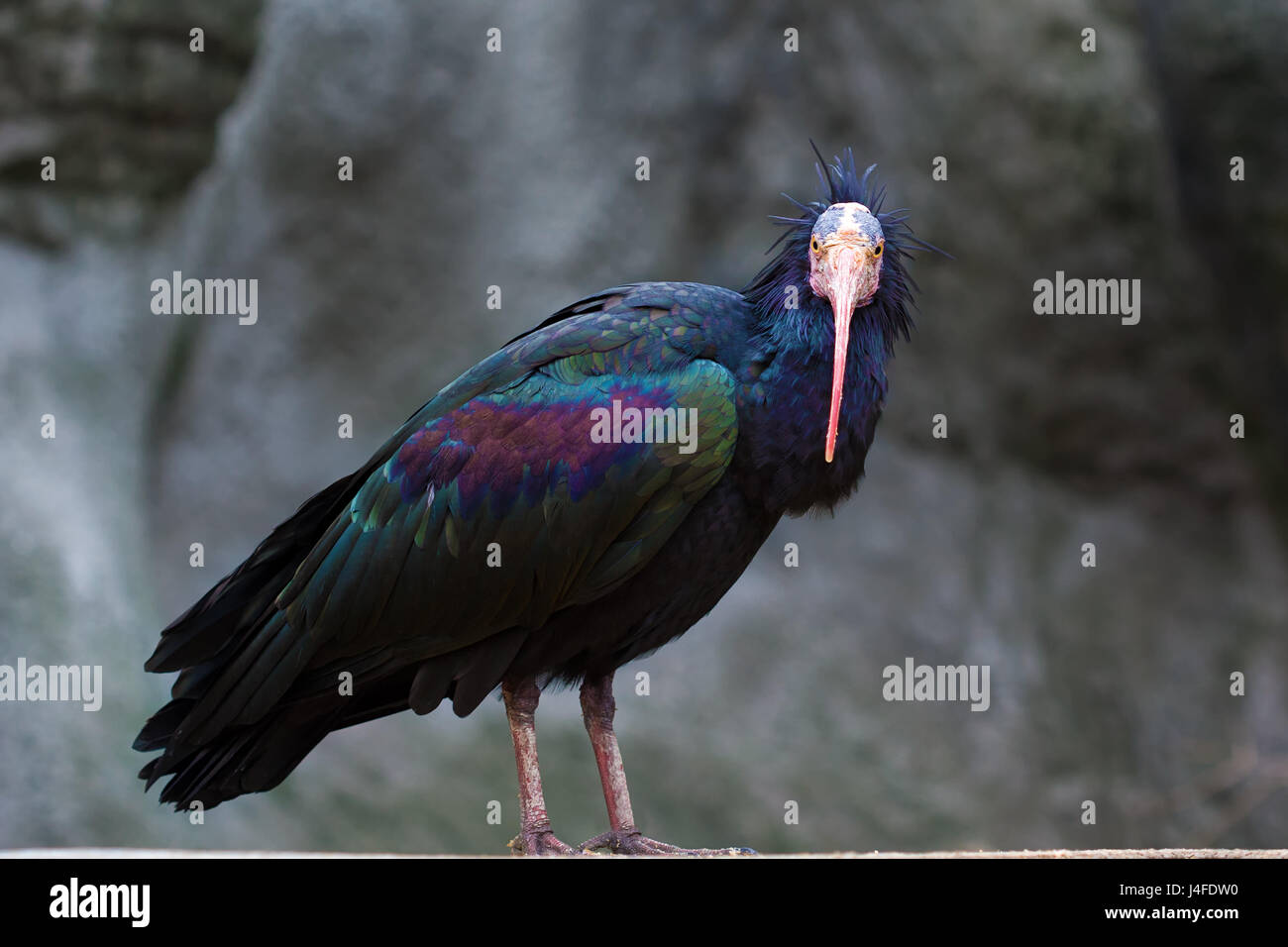 La northern calvo Ibis eremita, ibis, o waldrapp (geronticus eremita) è una specie gravemente minacciate bird. Foto Stock