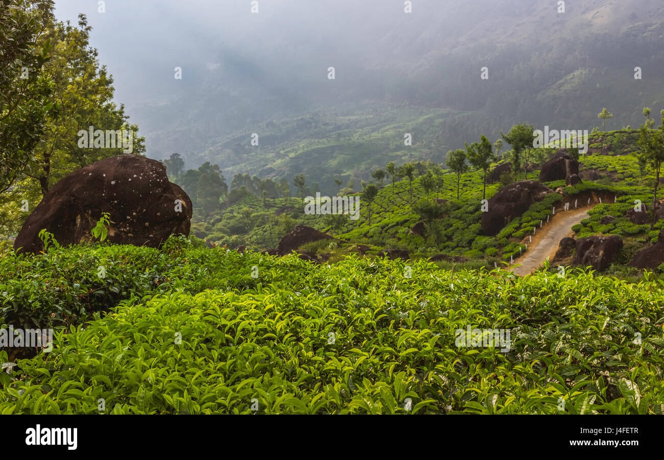 Alba la nebbia si solleva oltre il Kannan Devan colline per rivelare un lussureggiante verde la piantagione di tè vicino a Munnar Kerala, India. Foto Stock