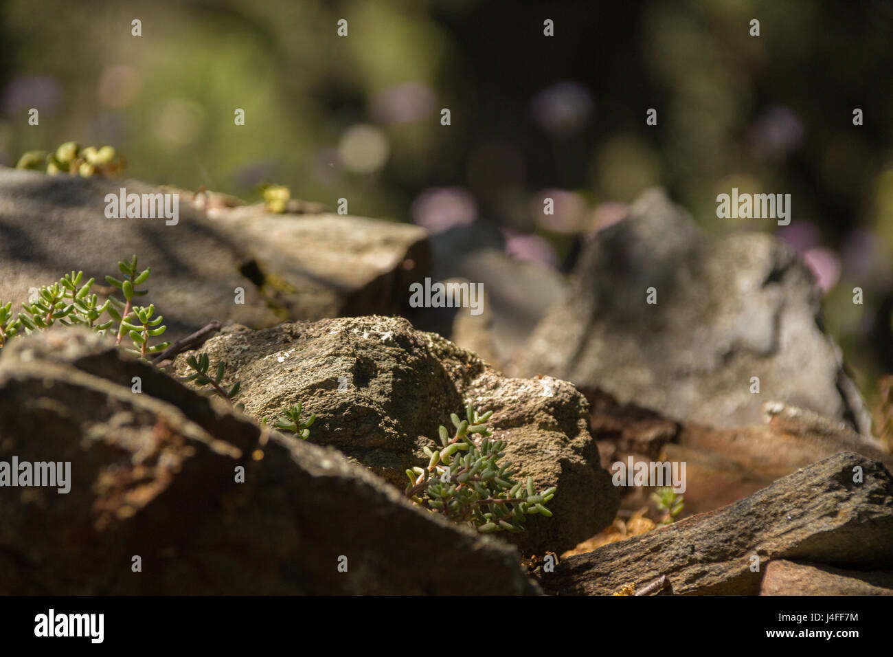 Roccia vicino fino in legno Foto Stock