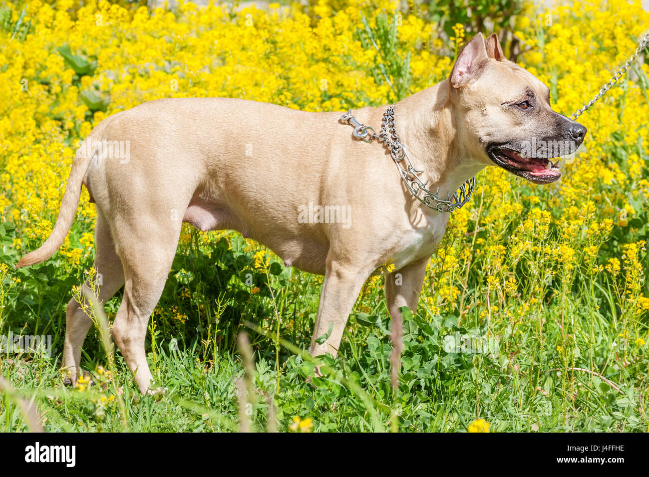 Bella staffordshire bull terrier in posa di un parco di estate Foto Stock