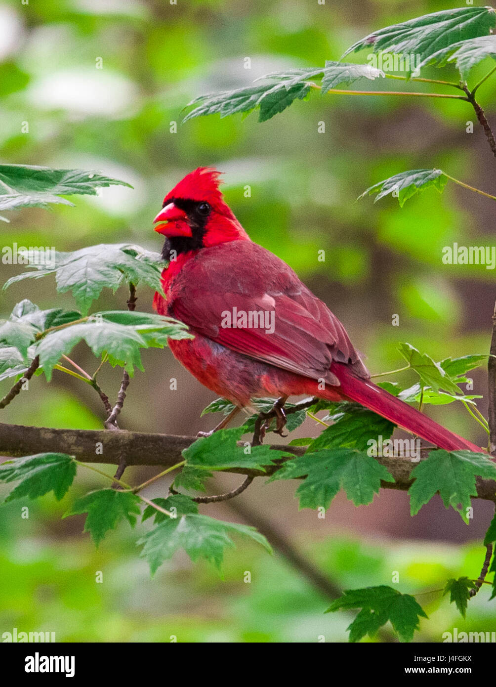 Rosso Cardinale sul ramo di albero Foto Stock