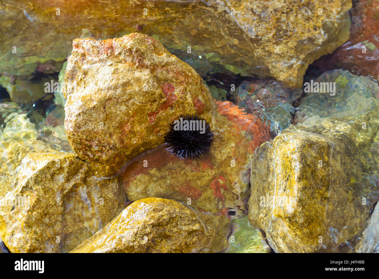 Ricci di mare sulle rocce del frangionde di enormi rocce. Marine sputare sulla Spiaggia Livadi in mare baia del villaggio resort Bali in maggio. La fauna e la flora marine sul G Foto Stock