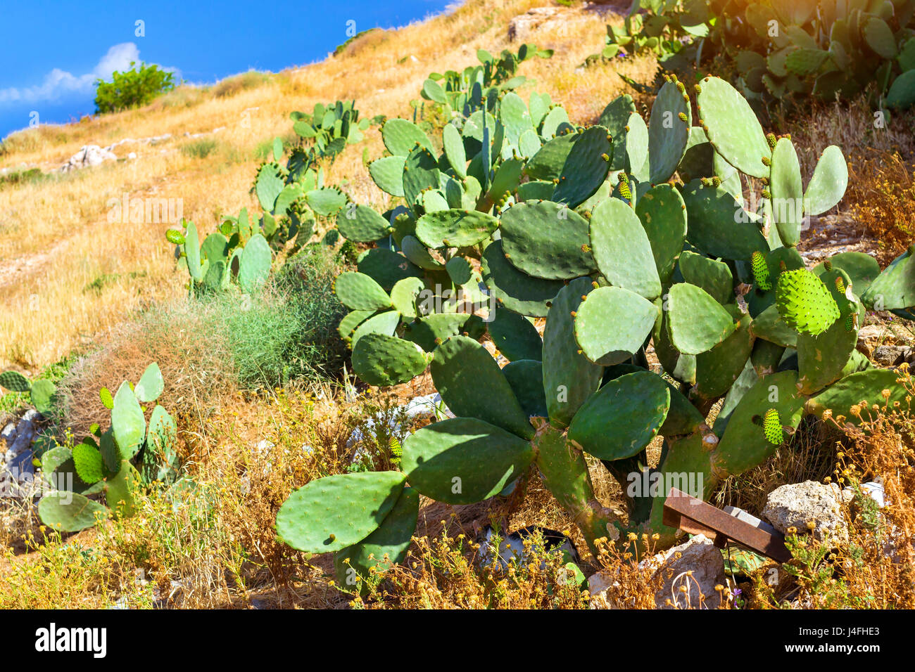 Enorme cactus verde che crescono lungo i sentieri per escursioni nelle località di villeggiatura Rethimno, Creta, Grecia Foto Stock