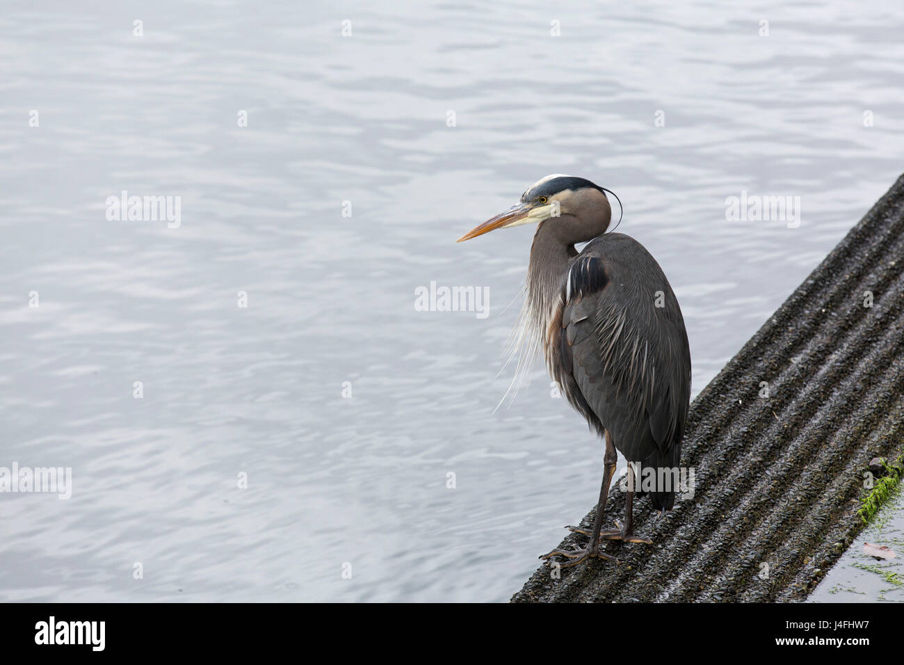 Un airone blu (Ardea erodiade fannini) a Vancouver in Canada. Vancouver è una delle più grandi colonie di airone in Nord America. Foto Stock