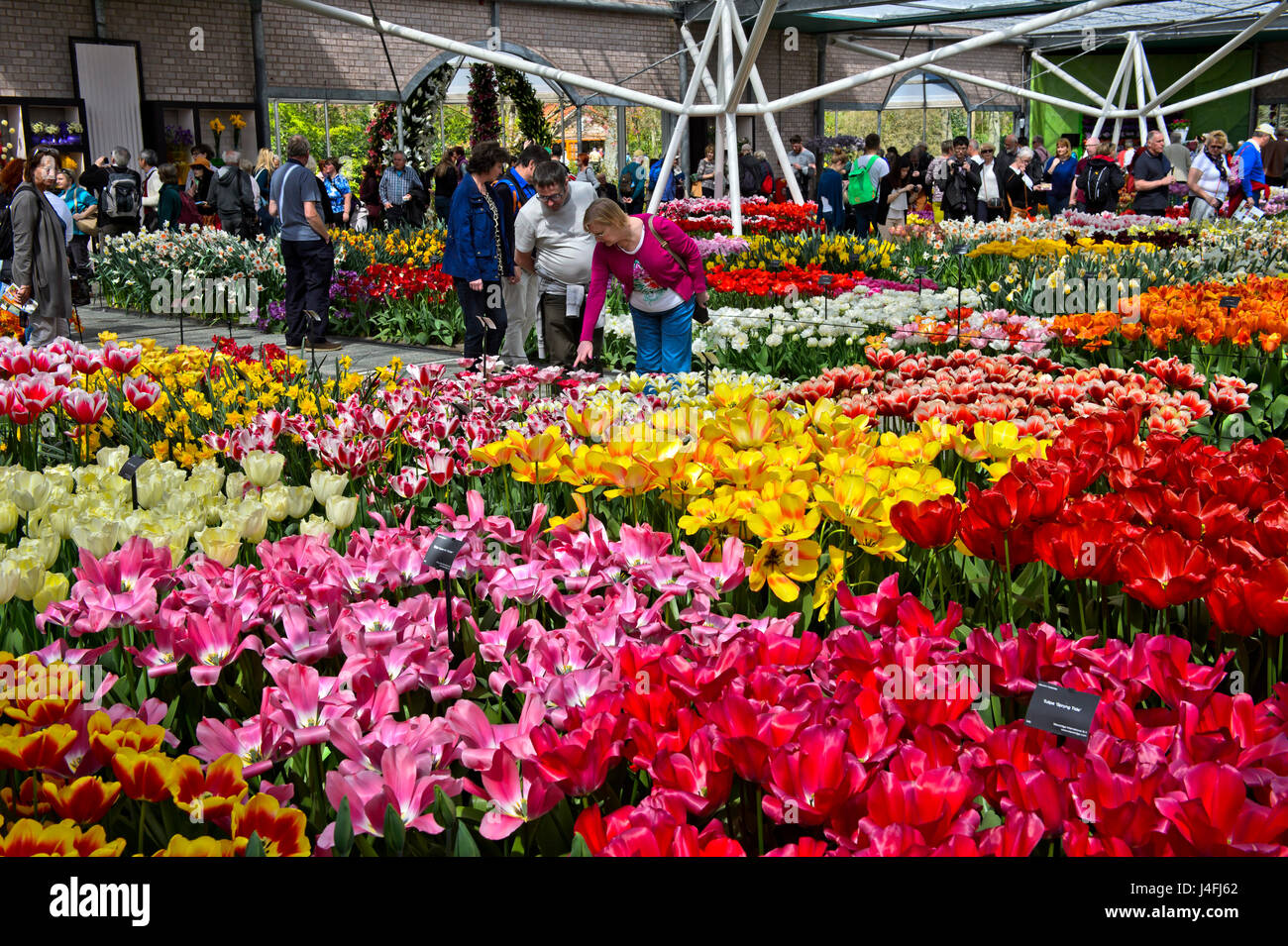 I tulipani in Willem-Alexander Pavillon, Keukenhof giardini di fiori Lisse, Paesi Bassi Foto Stock