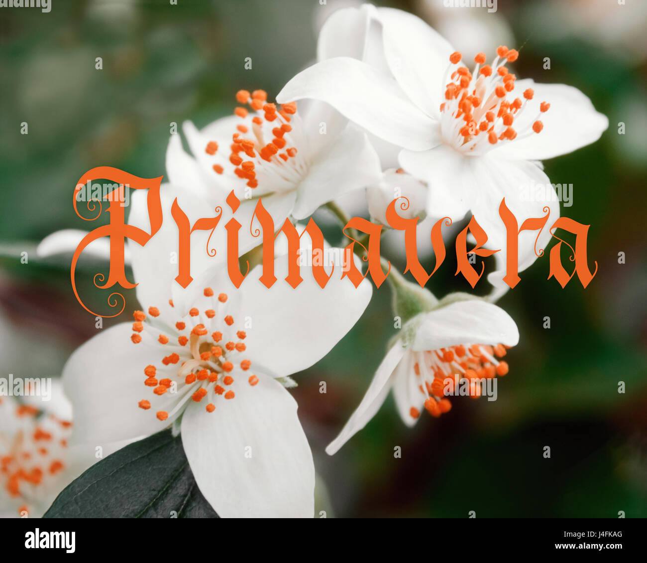 Primavera scritte a mano con fiori su sfondo. Parallelamente la calligrafia della penna Foto Stock
