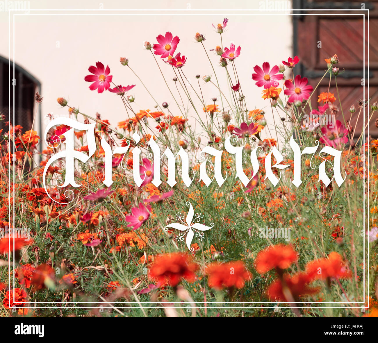 Primavera scritte a mano con fiori di giardino su sfondo. Parallelamente la calligrafia della penna Foto Stock