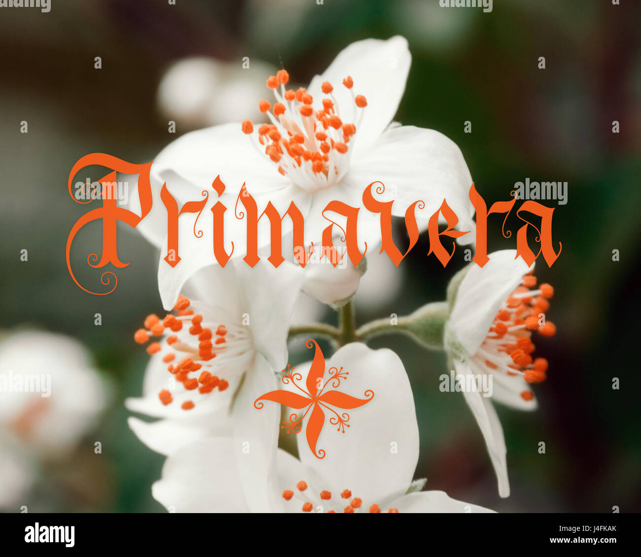 Primavera scritte a mano con fiori su sfondo. Parallelamente la calligrafia della penna Foto Stock