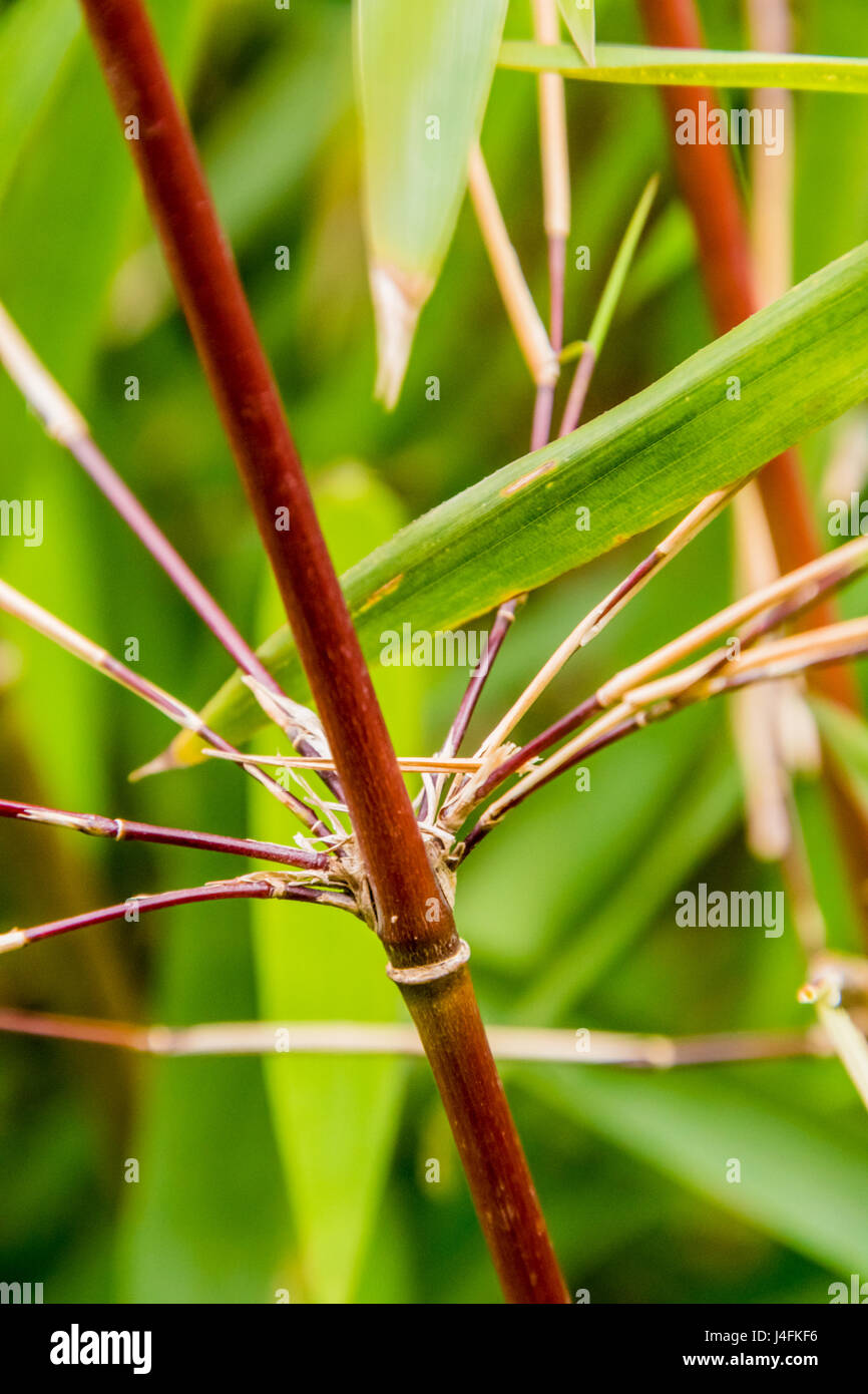 Rosso arancione bambù asiatico levetta con foglie di colore verde Foto Stock