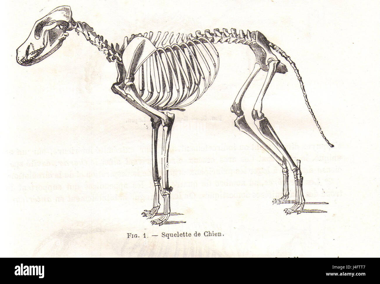 Questa immagine mostra i resti scheletrici di un cane, come studiato dallo scienziato e anatomista francese Michel Chauveau, nel 1990. L'analisi degli scheletri animali aiuta a comprendere la biologia evolutiva e l'anatomia. Foto Stock