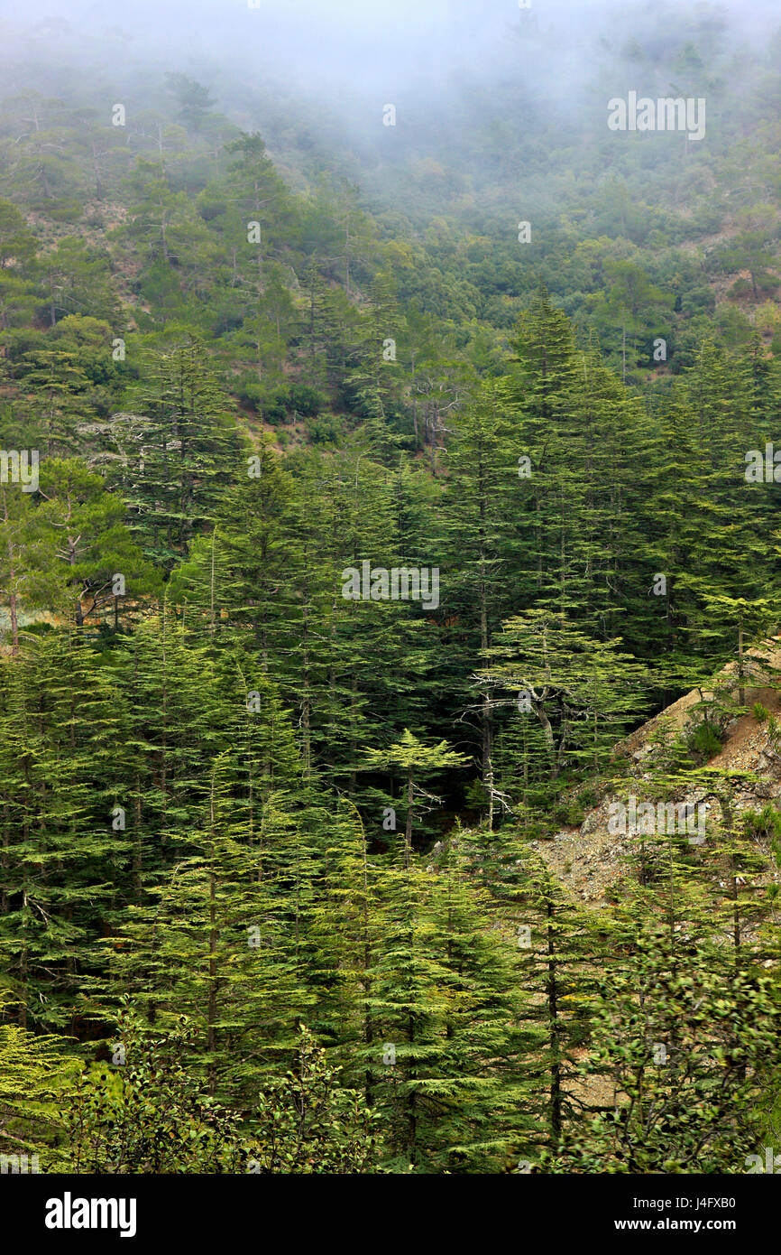 Presso la splendida valle del Cedro sulla montagna di Troodos, distretto di Paphos, Cipro. Foto Stock