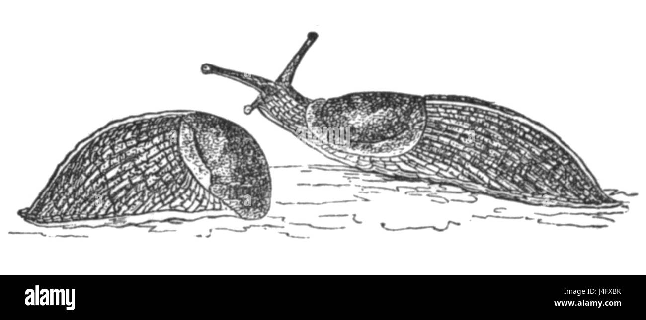 Tandonia sowerbyi è una specie di lumache di terra che si trova in alcune regioni europee. Noto per il suo aspetto distintivo, è di interesse per i malacologi e i ricercatori che studiano molluschi terrestri. Foto Stock