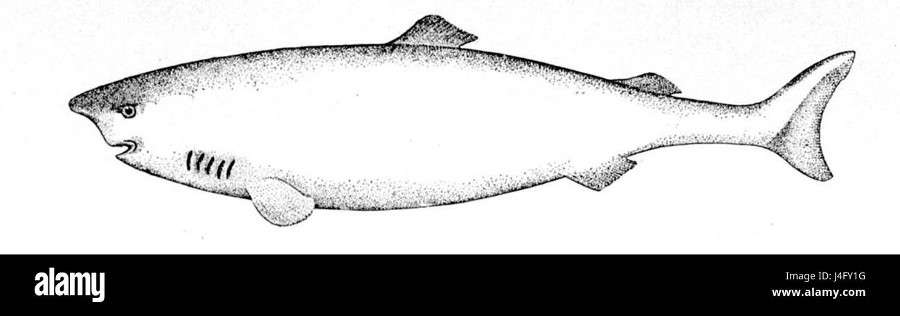 Il Somniosus microcephalus, comunemente noto come squalo della Groenlandia, è una specie di acque profonde che si muove lentamente e si trova nelle acque fredde dell'Oceano Atlantico settentrionale e dell'Oceano Artico. È noto per la sua lunga durata e per gli adattamenti unici agli ambienti freddi. Foto Stock