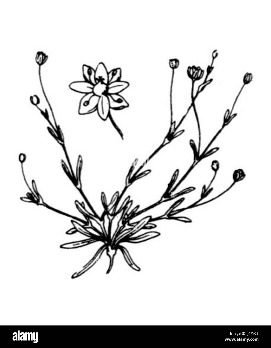 La Sagina maritima, comunemente nota come Pearlwort, è una piccola pianta fiorita che si trova nelle regioni costiere. È noto per la sua capacità di prosperare in ambienti ricchi di sale e per il suo aspetto delicato. Foto Stock