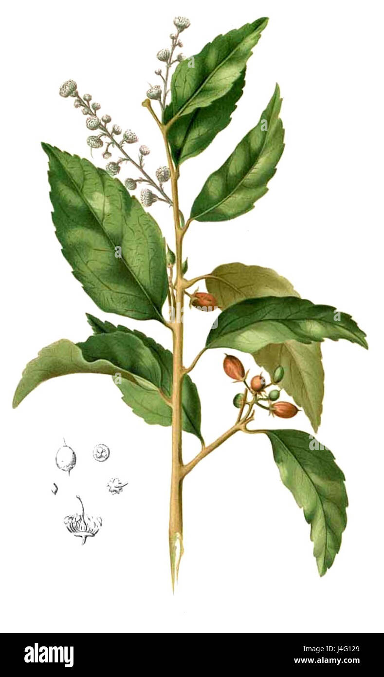Questa immagine mostra una vista ritagliata di Scolopia rhinanthera, una specie vegetale descritta da Blanco. L'illustrazione botanica descrive in dettaglio le caratteristiche e le caratteristiche della pianta. Foto Stock