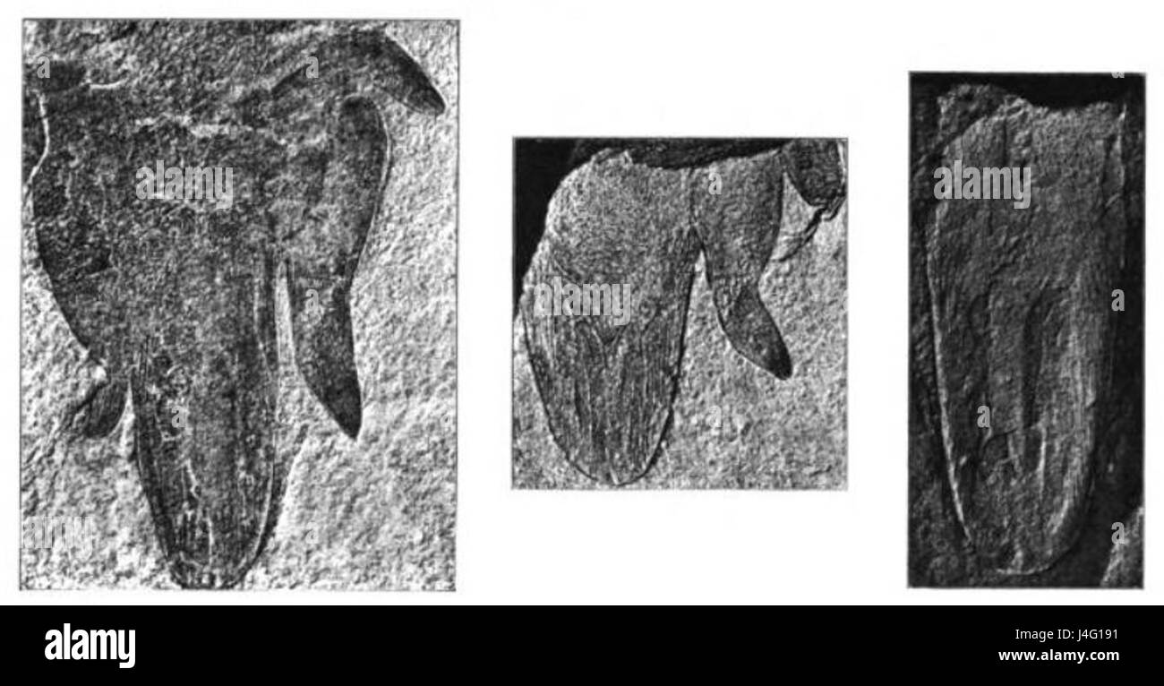 Il Seemann Gigantostrakenfauna si riferisce ad uno studio dettagliato delle creature preistoriche del periodo Gigantostraken. Il testo e la figura di accompagnamento forniscono preziose informazioni sulla fauna di quell'epoca. Foto Stock