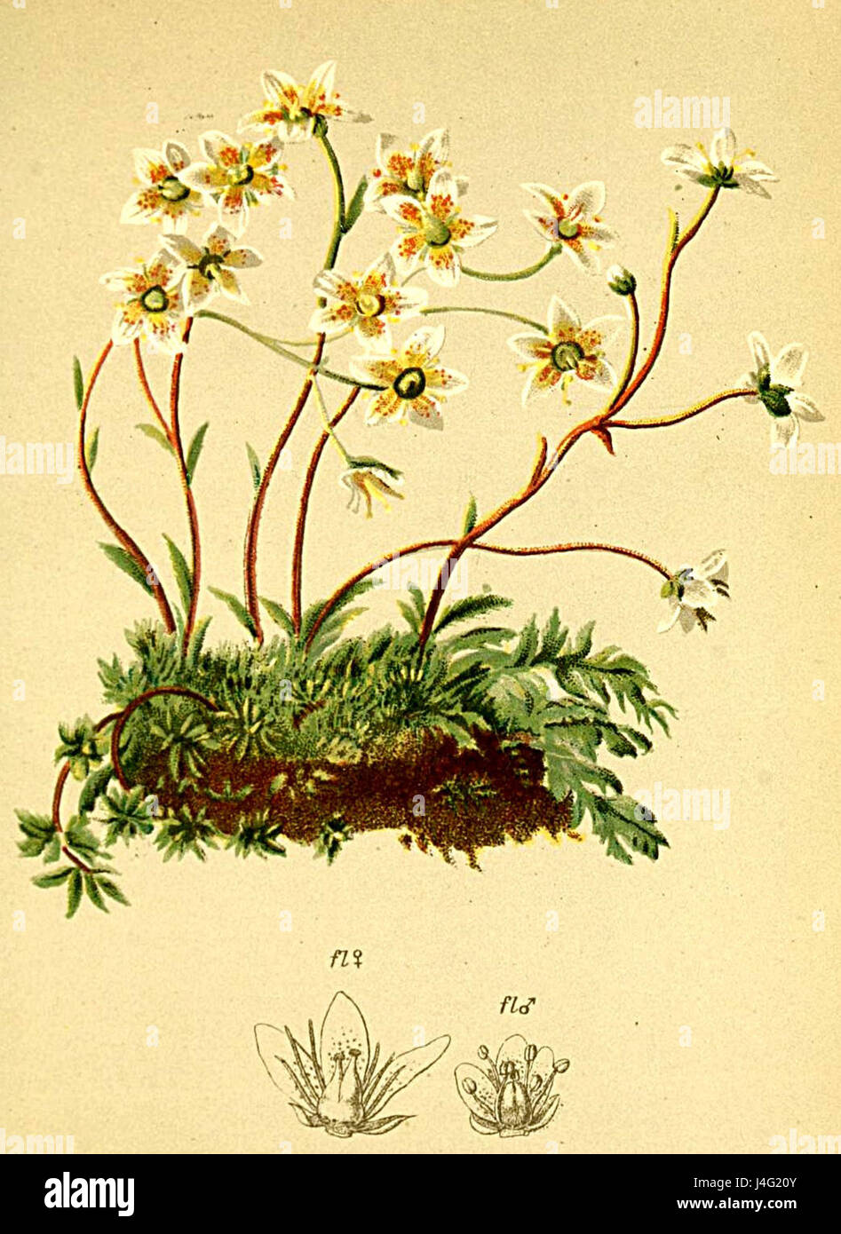 Saxifraga aspera Atlas Alpenflora Foto Stock