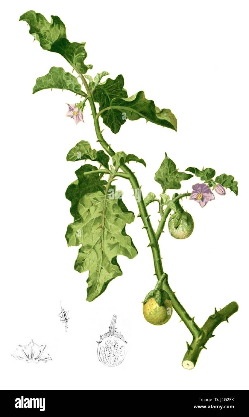 Solanum sp. è un genere di piante della famiglia nightshade, con varie specie che sono importanti sia in ambito agricolo che medico. Le piante, comprese varietà come Solanum lycopersicum (pomodoro) e Solanum tuberosum (patata), hanno un uso diffuso in tutte le cucine e industrie globali. Foto Stock