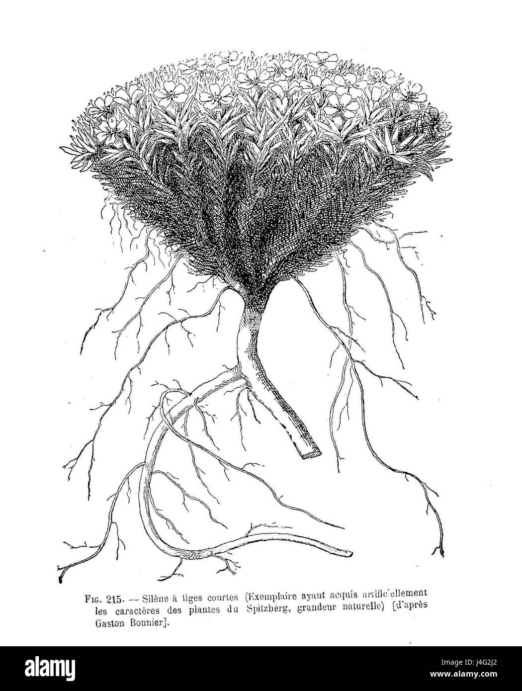 Questa è un'illustrazione botanica di Silene acaulis, comunemente noto come muschio campion. La pianta è originaria delle regioni alpine e artiche, caratterizzata da piccoli fiori rosa e densa abitudine di crescita a forma di cuscino. Foto Stock