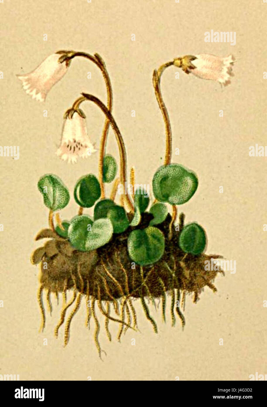 La Soldanella pusilla, una specie di pianta alpina, è presente nell'"Atlante Alpenflora". Questa illustrazione botanica raffigura le delicate caratteristiche di questa pianta, originaria delle regioni alpine in Europa, nota per i suoi piccoli fiori a forma di campana. Foto Stock