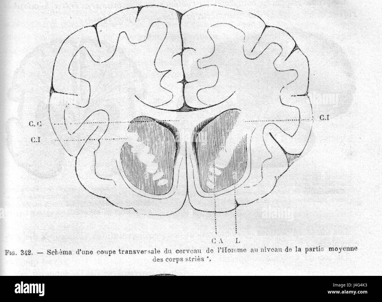 StriatumChauveau1890MeyCh Foto Stock