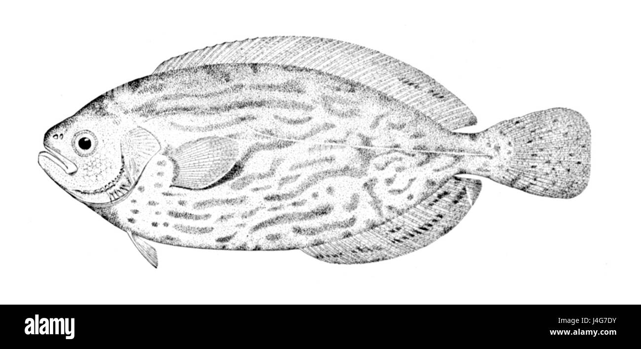 Schedophilus medusophagus è una specie di pesci che si trovano in ambienti di acque profonde. È noto per il suo caratteristico comportamento alimentare, che preda le meduse. Questa specie svolge un ruolo nella rete alimentare marina, contribuendo all'equilibrio degli ecosistemi oceanici. Foto Stock