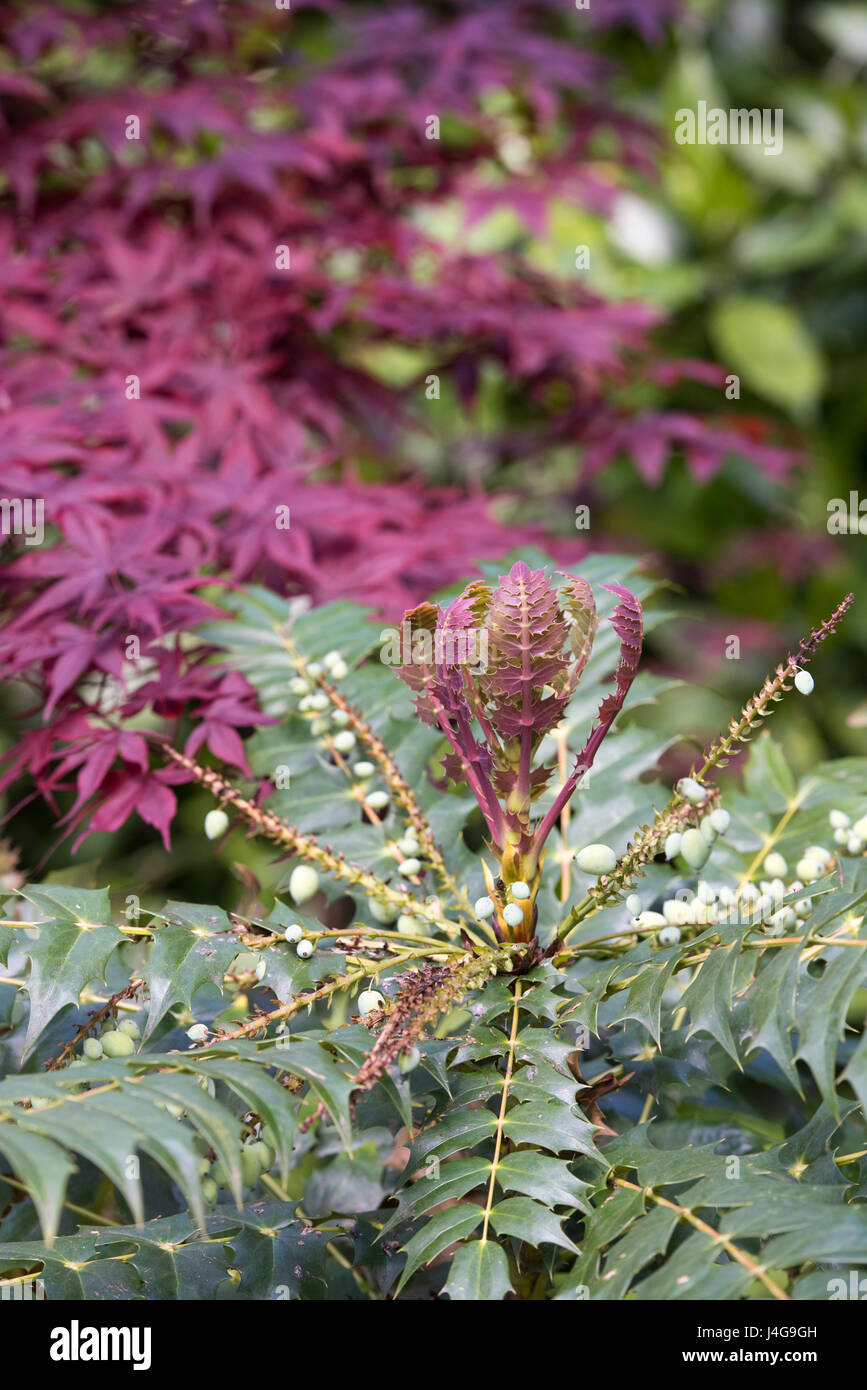 Mahonia japonica. Mahonia giapponese di foglie e frutti immaturi in aprile. Regno Unito Foto Stock