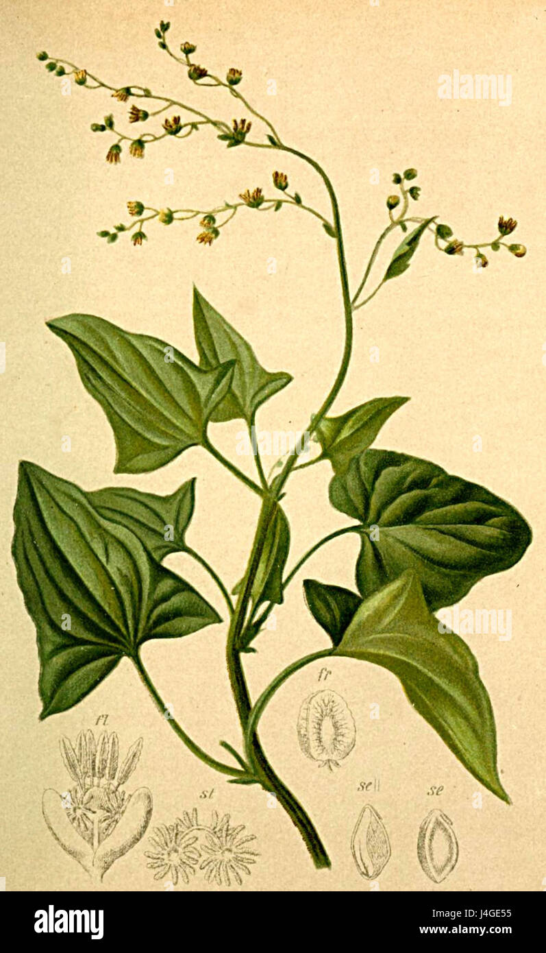 Il Rumex scutatus, comunemente noto come bacino a punta, è una specie vegetale presente nelle regioni alpine. È presente nell'Atlante Alpenflora, un'opera botanica che documenta le specie vegetali delle Alpi. Foto Stock