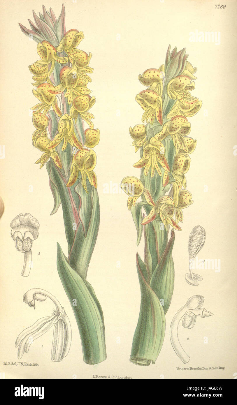 Satyrium coriifolium Curtis' 119 (Ser. 3 no. 49) PL 7289 (1893) Foto Stock