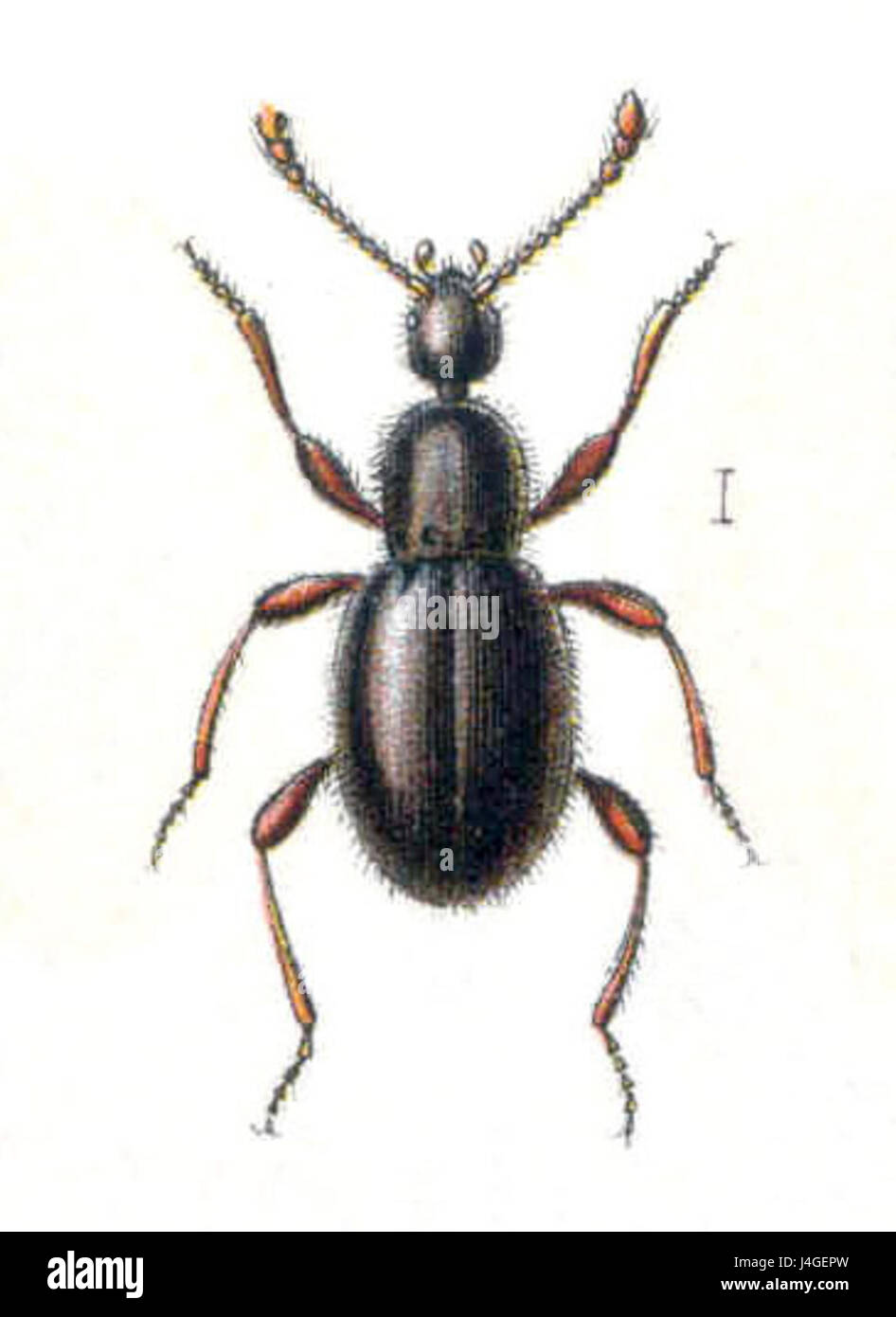 Scydmaenus tersatus Foto Stock