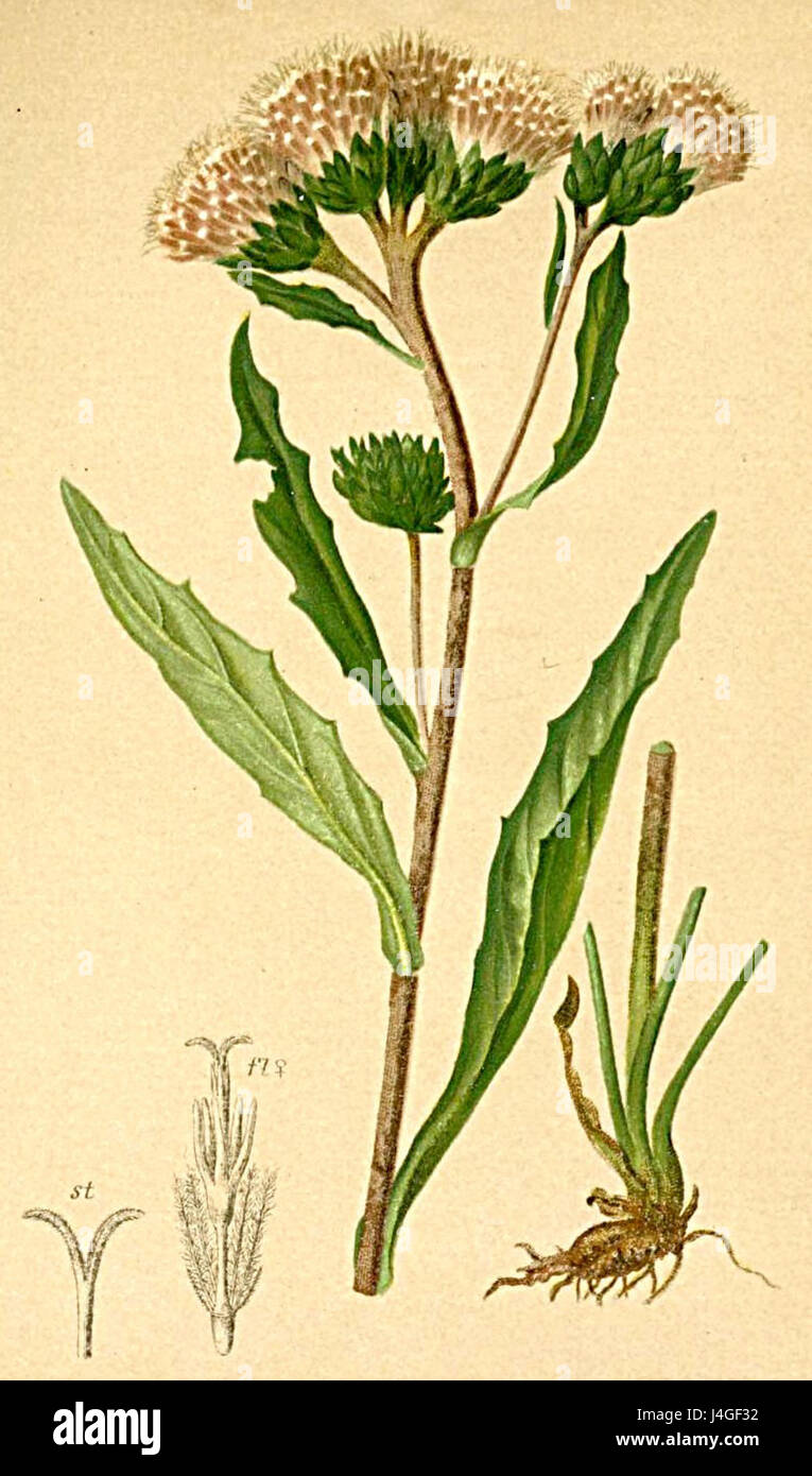 La Saussurea alpina è una specie vegetale presente nelle regioni alpine, spesso caratterizzata dai suoi fiori viola o rosa. È incluso nell'Atlante Alpenflora, un catalogo completo della flora alpina. Foto Stock