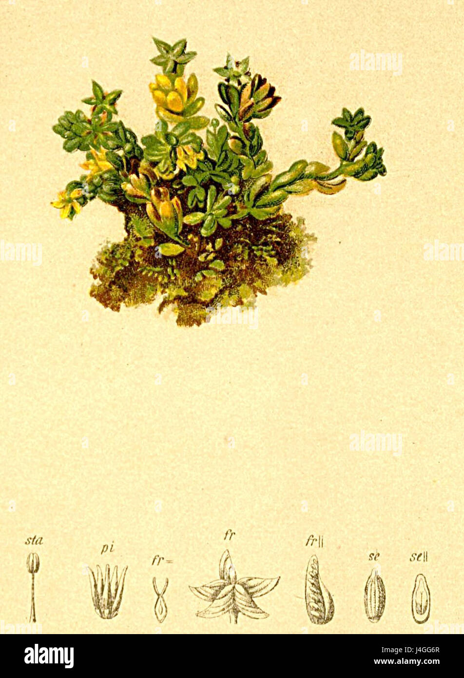 Il Sedum alpestre è una specie di pianta fiorita comunemente presente nelle regioni alpine, presente nell'"Atlante Alpenflora". Questa pianta è nota per la sua resilienza ai climi di montagna difficili e la sua capacità di prosperare in ambienti rocciosi ad alta quota. Foto Stock