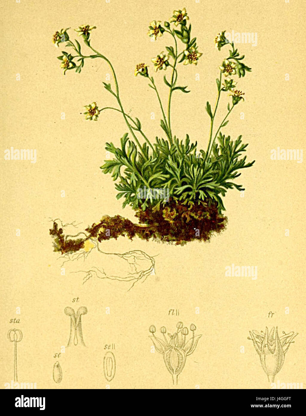 Si tratta di un riferimento botanico nell'"Atlante Alpenflora", che mostra la Saxifraga muscoides, una specie originaria delle regioni alpine, evidenziandone l'aspetto e il significato ecologico. Foto Stock