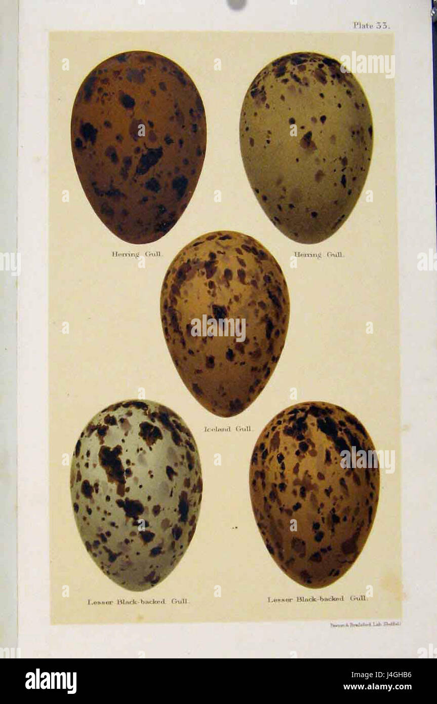 SeebohmPlate33 si riferisce a un'immagine o una targa di una pubblicazione di Seebohm, un naturalista noto per il suo lavoro sugli uccelli. Questa particolare placca presenta probabilmente illustrazioni ornitologiche. Foto Stock SeebohmPlate33 si riferisce a un'immagine o una targa di una pubblicazione di Seebohm, un naturalista noto per il suo lavoro sugli uccelli. Questa particolare placca presenta probabilmente illustrazioni ornitologiche. Foto Stock