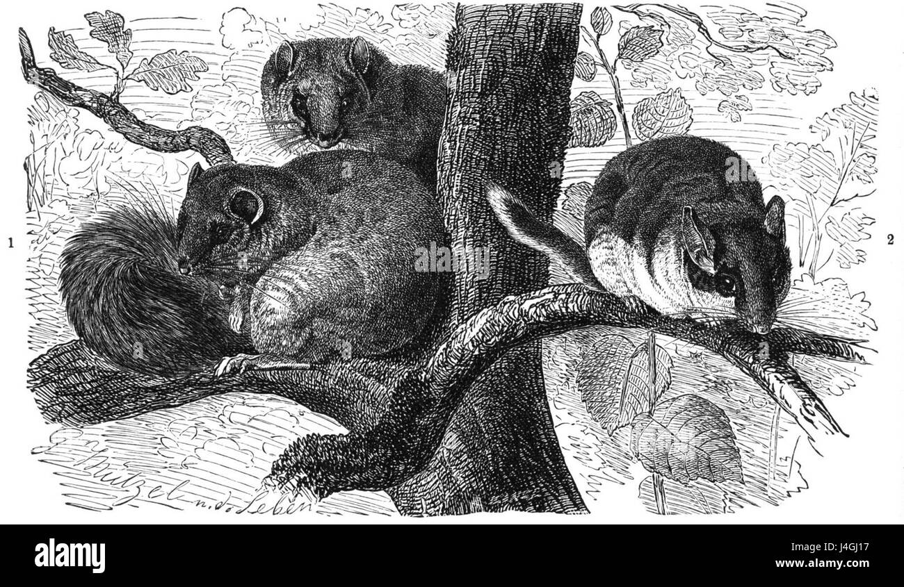 Un disegno relativo al SiebenschlÃ¤fer, che può riferirsi a un evento culturale o storico, folklore o figura significativa, che illustra visivamente questo tema. Foto Stock