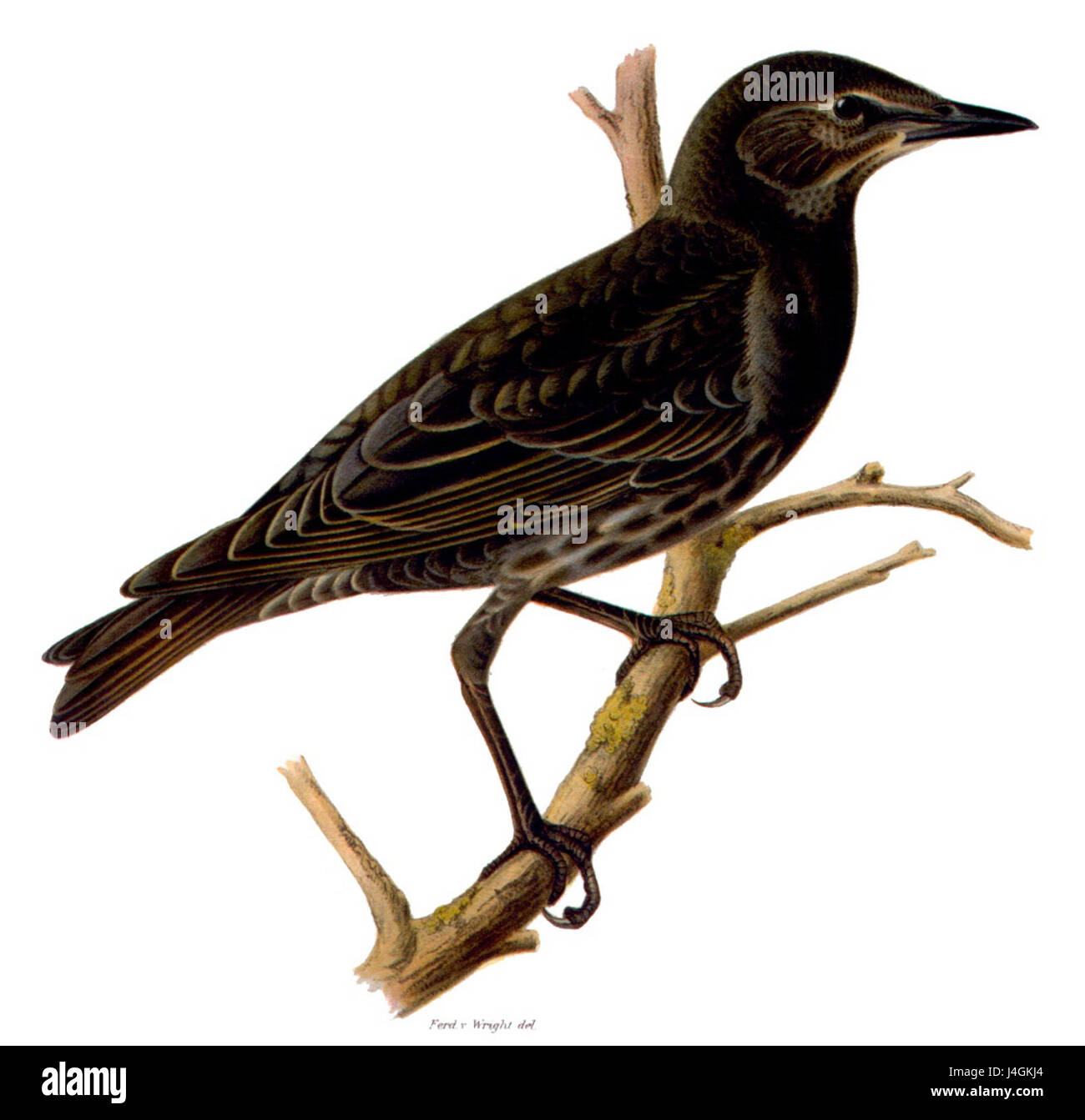 Giovane starling europeo (Sturnus vulgaris) nel suo habitat naturale. Foto Stock