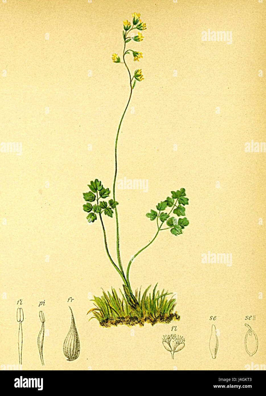 Il Thalictrum alpinum, noto anche come rue-prato alpino, è una specie vegetale originaria delle regioni d'alta quota in Europa, notevole per i suoi delicati fiori piuma. Foto Stock