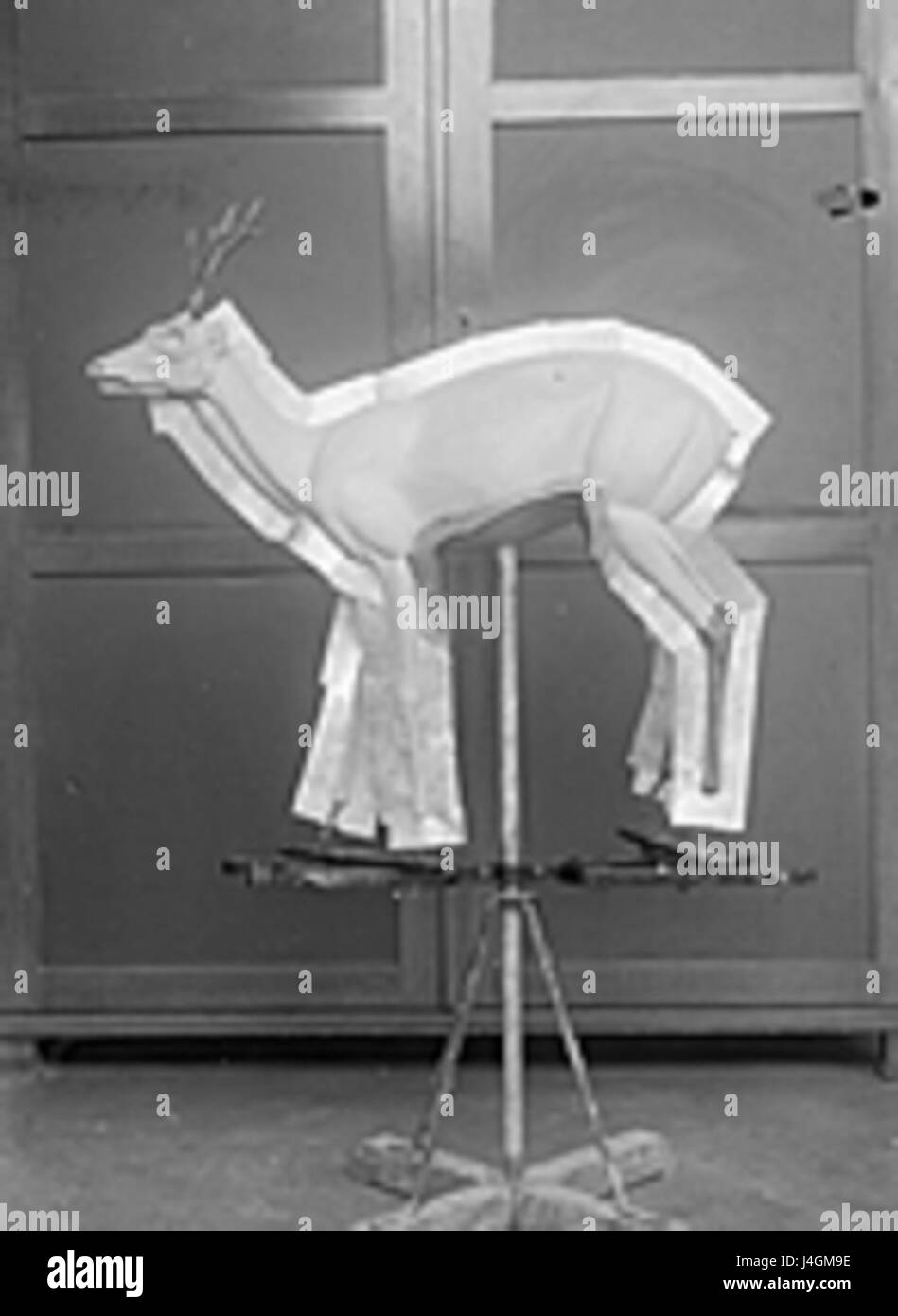 Taxidermie fg05 si riferisce a un esemplare tassidermico esposto in un museo o in un contesto educativo, che mostra l'arte di preservare gli animali. Dimostra sia il processo scientifico che la presentazione estetica della fauna selvatica per lo studio e l'esposizione. Foto Stock
