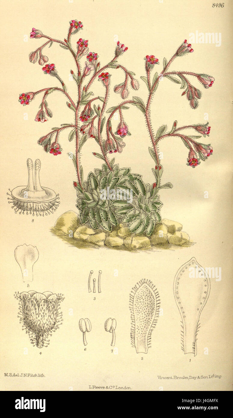 Saxifraga stribrnyi è una specie di pianta della famiglia delle Saxifragaceae, originaria delle regioni montuose. È conosciuta per i suoi bellissimi fiori e si trova spesso in ambienti alpini. Foto Stock