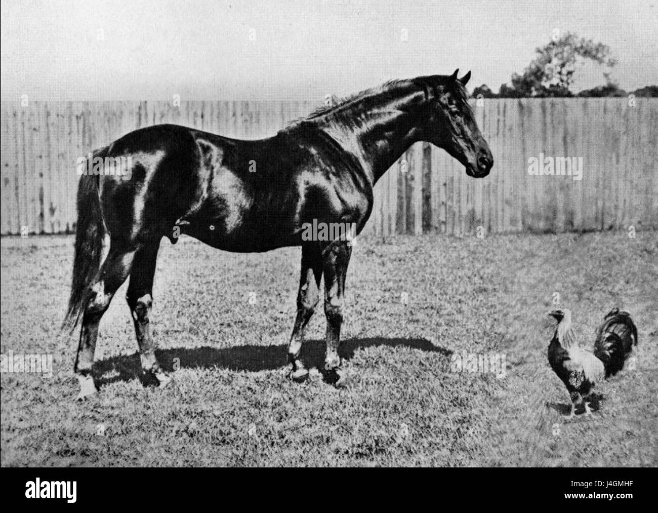 "Genero" è un termine usato per descrivere il coniuge maschio della figlia. Si tratta di una relazione familiare in varie culture e svolge un ruolo nelle dinamiche familiari e nelle connessioni generazionali. Foto Stock
