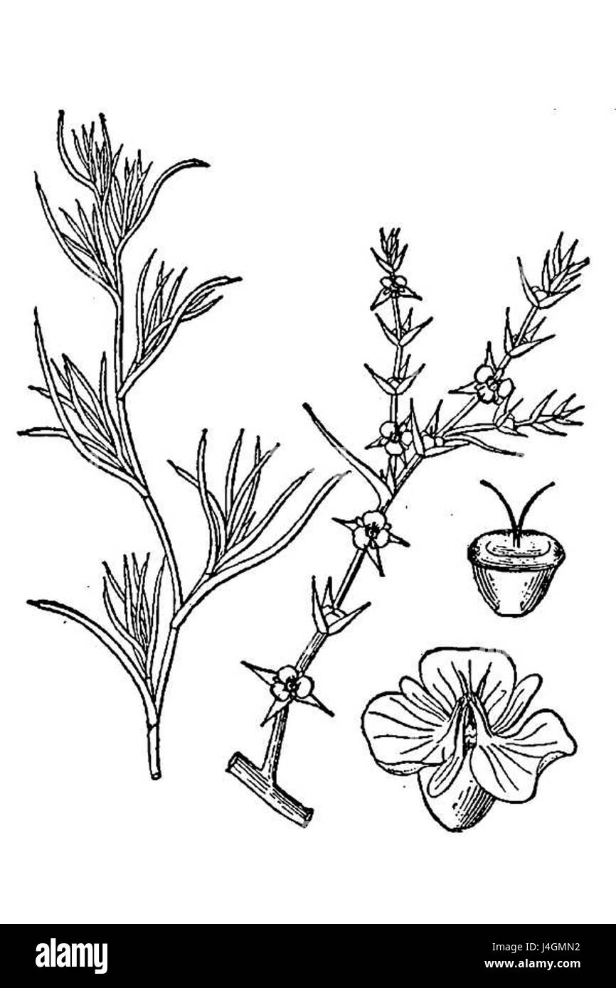 Salsola tragus, sape10 001 LVD Foto Stock